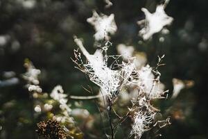 This is a close up image showcasing a spider web intricately placed on a plant photo