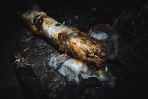 A solitary piece of wood can be seen lying quietly on the ground amidst the darkness, blending seamlessly in with the surrounding environment, making it almost invisible to the naked eye photo