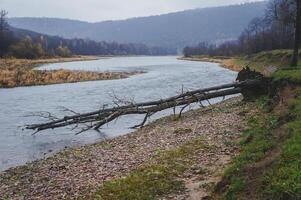 a tree branch is laying on the shore of a river photo