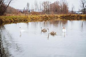 A serene group of elegant swans is gracefully swimming and gliding across the calm surface of a beautiful lake surrounded by natures tranquility and picturesque scenery photo