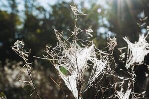 Delicate and intricate spiderwebs are glimmering beautifully in the warm sunlight on a serene and misty morning, creating a stunning scene photo