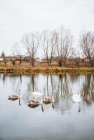 In a picturesque setting, three elegant swans are gracefully swimming in a serene lake, with lush green trees standing tall in the background, enhancing the beauty of this natural landscape photo