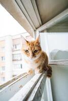 A domestic shorthaired cat sits on a window ledge, gazing outside, displaying typical feline traits such as whiskers and a curious expression, in a charming moment at home photo