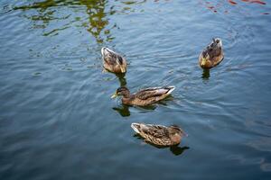 Three ducks are swimming gracefully in a serene lake together, enjoying the gentle ripples on the waters surface as they glide along, creating reflections all around them photo