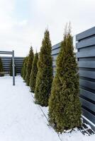In a picturesque winter scene, there is a row of majestic trees that are growing gracefully next to a sturdy black fence, all surrounded by a blanket of glistening white snow photo