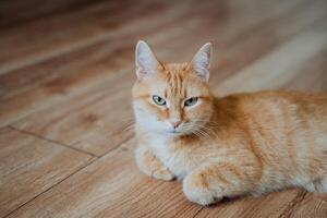 An orange cat is currently laying comfortably on a warm wooden floor, gazing directly at the camera with its strikingly bright eyes, creating an incredibly adorable and captivating scene photo