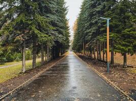 Tall trees majestically line the winding road, offering refreshing shade and undeniable charm that together create an enchanting scene in the serene and picturesque natural landscape photo