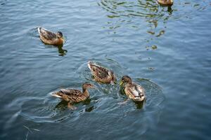 A lively group of ducks is happily swimming in a calm lake, enjoying the serene water while creating gentle ripples and reflections all around them, surrounded by natures beauty photo