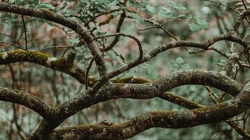 Twisting Moss-Covered Tree Branches In Lush Forest With Soft Green Foliage And Blurred Background photo