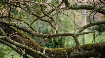 Twisted Moss Covered Tree Branches in Green Woodland Setting with Natural Vegetation and Blurred Background photo