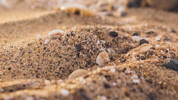 Closeup of Seashells on Sandy Beach with Golden Light and Small Pebbles in Natural Coastal Setting photo