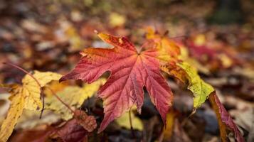 Closeup of Vibrant Red Maple Leaf Resting on Yellow Autumn Leaves in a Forest Floor Setting photo
