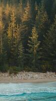 Forest Trees with Golden Sunlight Near Sandy Beach and Turquoise Ocean Waves Scenic View photo