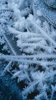 Closeup of Delicate Ice Crystals and Frost Patterns with Sharp Details on Dark Grungy Surface in Winter photo