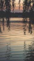 Serene Sunset Lake View with Gentle Ripples and Overhanging Tree Branches in Calm Atmosphere photo