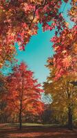 Vibrant Autumn Trees with Red and Yellow Leaves Against a Clear Blue Sky in a Park Forest Setting photo