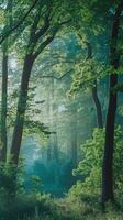 Serene Forest Morning with Sunlight Filtering Through Lush Greenery and Tall Trees in a Misty Natural Setting photo