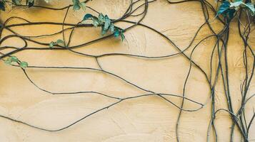 Climbing Green Vines on a Yellow Textured Wall with Natural Growth Patterns in Sunlight photo