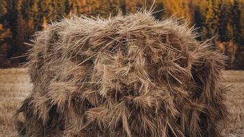 Large hay bale on harvested golden field with forest trees in autumn background for farming concept photo