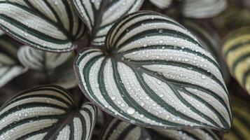 Closeup of Tropical Green and White Striped Leaves with Water Droplets on Dark Natural Background photo