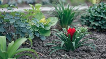 Vibrant Red Flower Surrounded by Green Foliage in a Freshly Cultivated Garden Bed photo