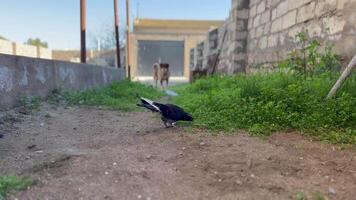 Pigeon Grazing with Guard Dog in the Background video
