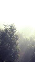 nevoeiro em uma floresta em vista aérea video