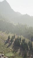 Pines forest growing on the mountains video