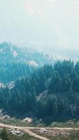 Aerial view of green coniferous forest in the mountains video