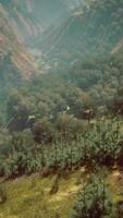 shot of a creek in the middle of green woods surrounded by hills video