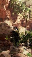 View from inside a dark cave with green plants and light on the exit video