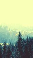 sunlight in spruce forest in the fog on the background of mountains at sunset video