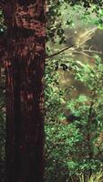 Panoramic view of the majestic evergreen forest in a morning fog video