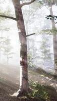 Glowing fog in the forest in the evening video