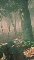 Sunrays in a forest on a hazy morning video