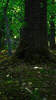 Detailed close up view on a forest ground texture with moss video