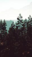 Pine tree forests at the base of mountain in sunny day of summer video