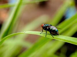A macro shot capturing the beauty of a small, green fly with iridescent hues. The image highlights the intricate details of the insect's body and its contrasting colors against the green foliage photo