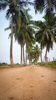 A dirt road with palm trees on either side photo