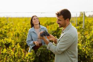 Couple enjoying sunny day in vineyard, admiring freshly picked grapes while walking through lush green rows of vines in late afternoon light photo