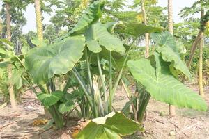 Xanthosoma sagittifolium plant on farm photo