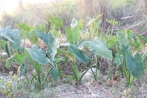 Taro Plant on farm for harvest photo