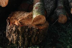 Trunk and rest of recently cut trees. photo