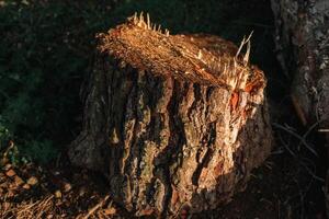Trunk of a recently cut tree. photo