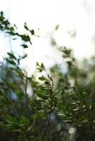 Wild plant illuminated by morning light. photo
