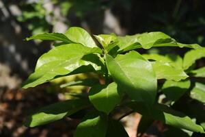 Fresh Green Leaves in Sunlight photo
