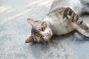 cat lying on the cement in the garden, selective focus photo