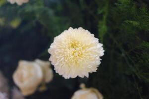 beautiful flower as a background photo