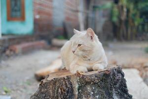A relaxed cat on a tree stump photo