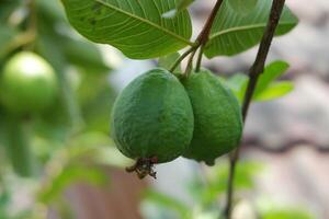 Guava fruit hanging on the tree amidst a lush background of green leaves in the garden. photo